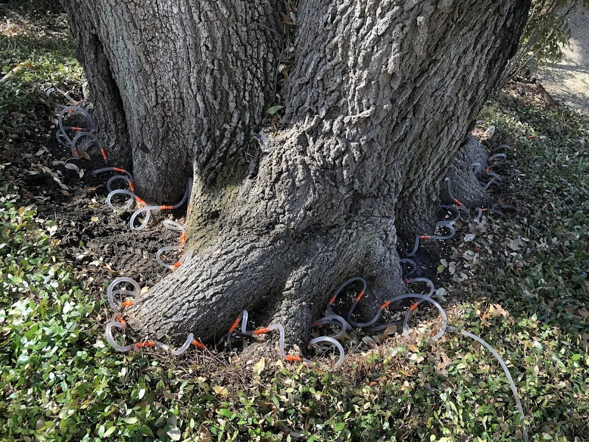 Detailed Tree Cabling and Bracing job site in Wellman