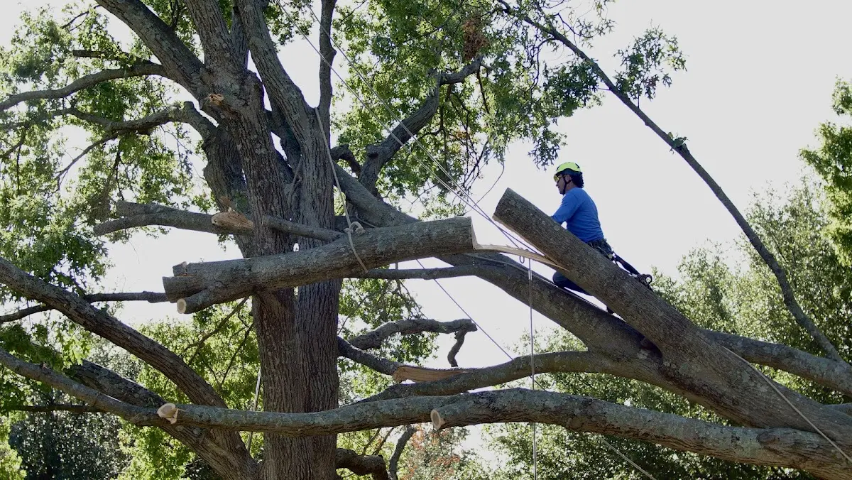 Professional Crown Thinning performed by certified arborists in Wellman