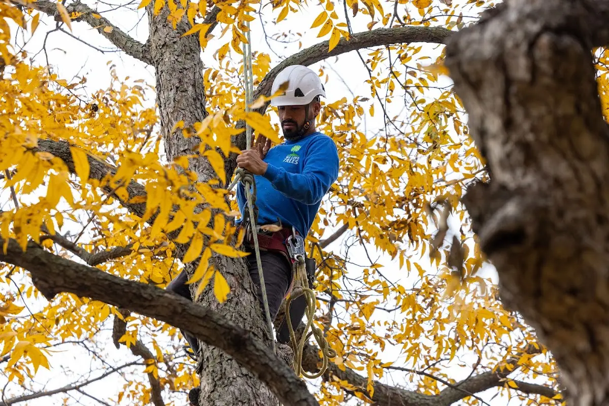 Skilled Dead Tree Removal crew working in Wellman
